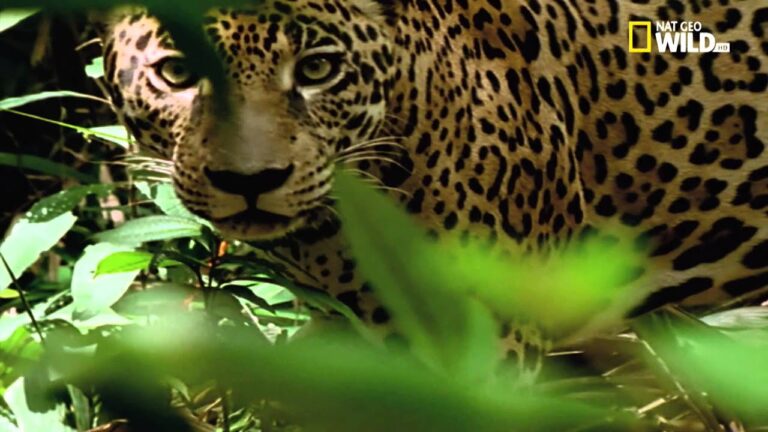 Rischi e Avventure nei Viaggi Pericolosi del Cinema